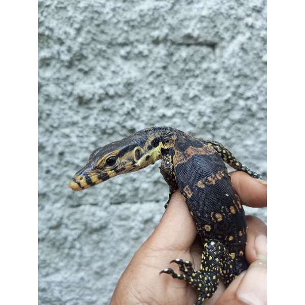 baby varanus salvator