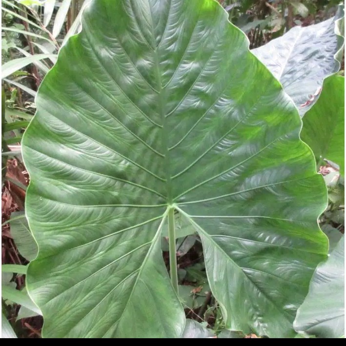 Tanaman hias alocasia alba