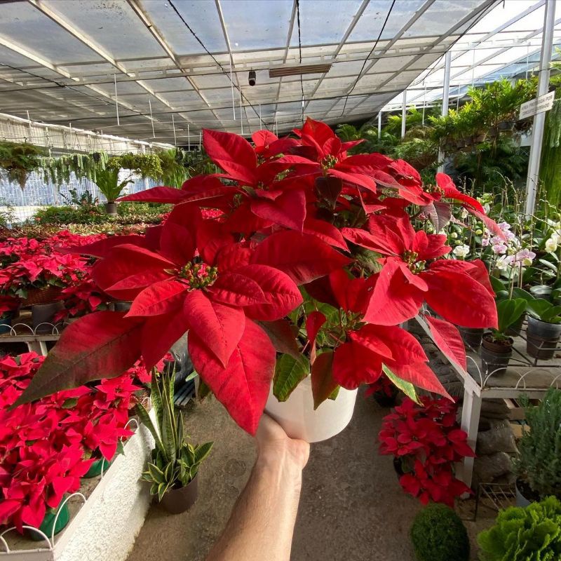 Tanaman Hias Hidup Bunga Katusba (READY 4 JENIS)