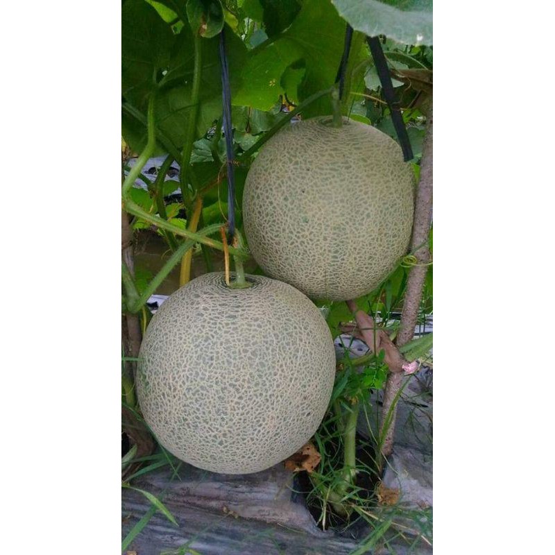 Melon Orange Hibrida Merlin F1 Tahan Virus Original Pabrik