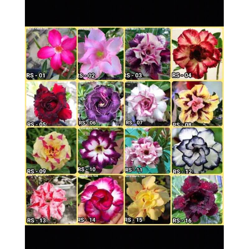 Adenium kamboja tumpuk bonggol besar