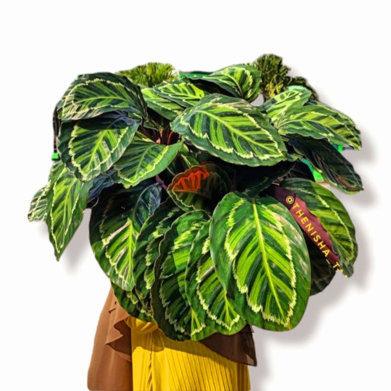 COD- Tanaman hias Calathea linden bibit import rawatan mulus no defect real pict/chalathea linden/ka