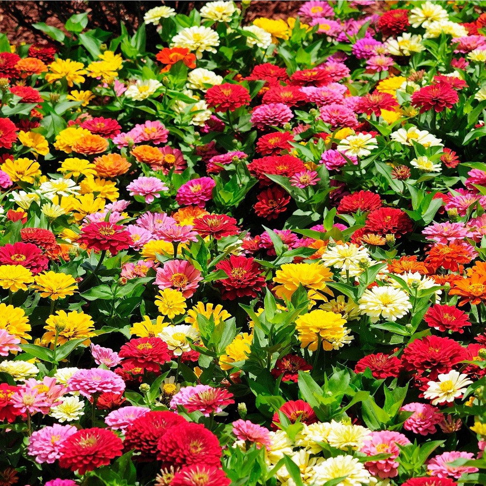 PlantaSeed - 20 Seeds - Zinnia Dahlia Flowered Biji Bunga - PAS0238