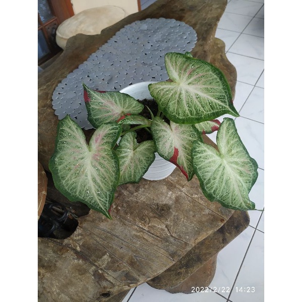 Keladi Cat Tumpah/Shycool