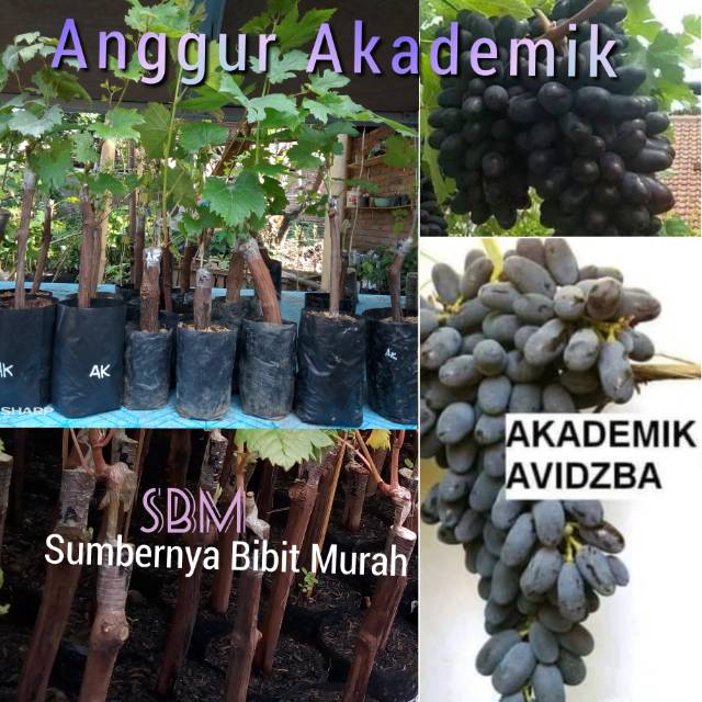 Bibit Anggur Akademik - Anggur Impor Akademik Avidzba