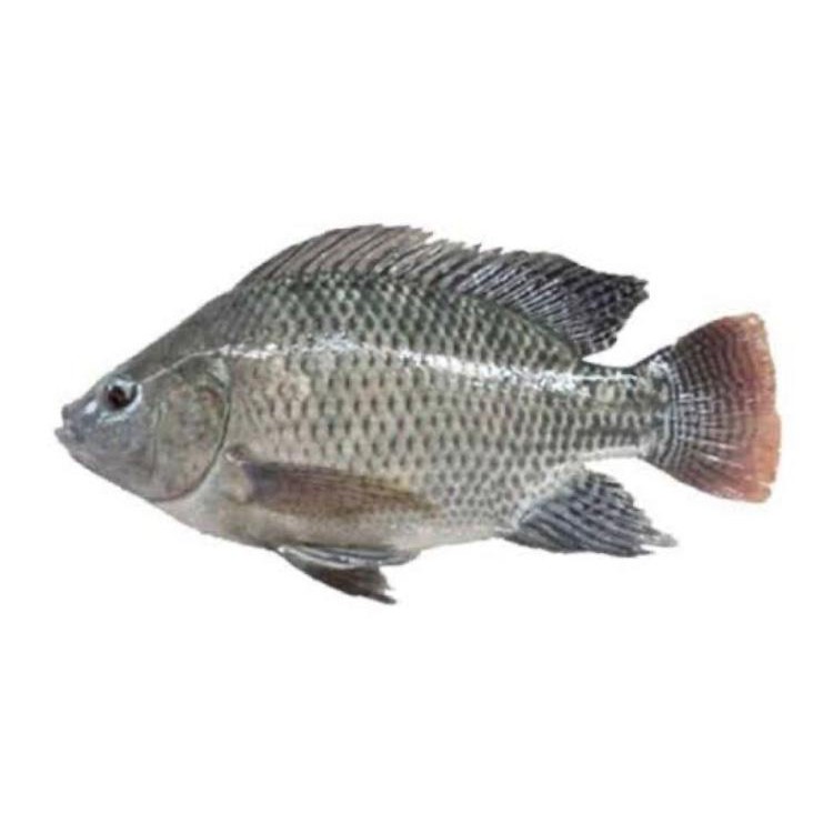 

IKAN NILA