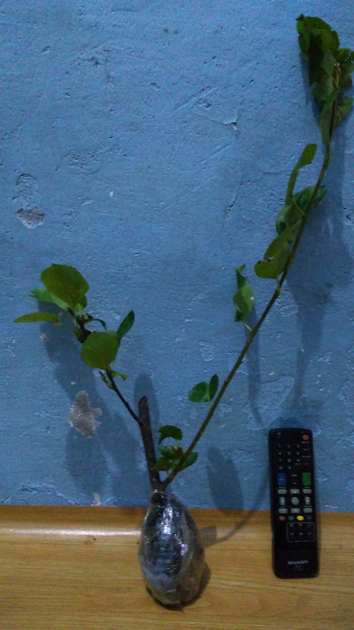 Bibit Buah Pear Pir Hijau Asia