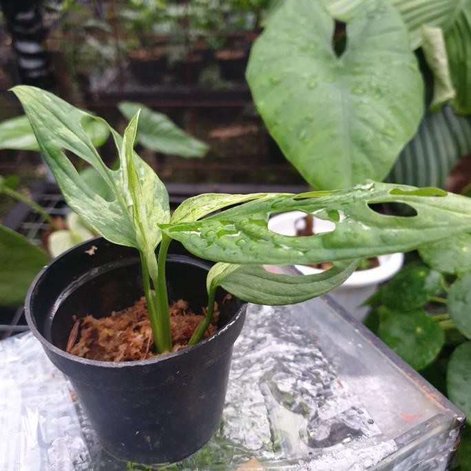 Tanaman Hias Philodendron Janda Bolong Varigata Lokal Janbol Varigata Cappucino1 Indonesia