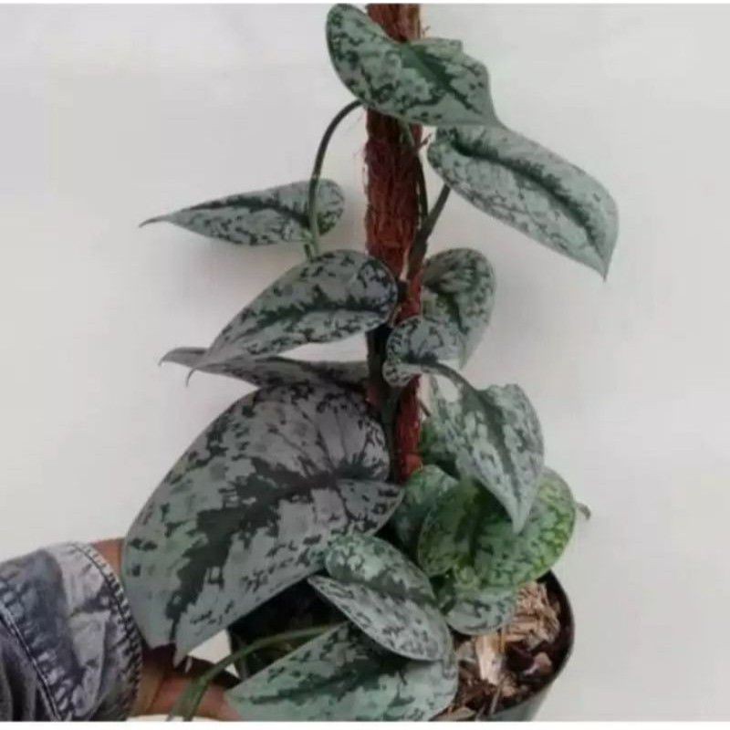 scindapsus,sirih gading silver,sirih gading