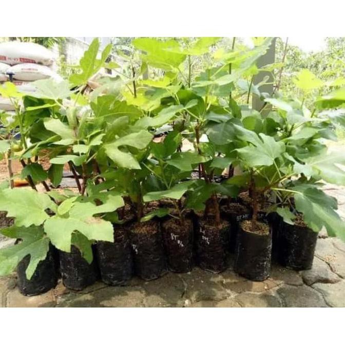 SEDIA BIBIT TANAMAN BUAH TIN PURPLE JORDAN BIBIT / BIJI / BENIH KW ASLI TERLARIS"