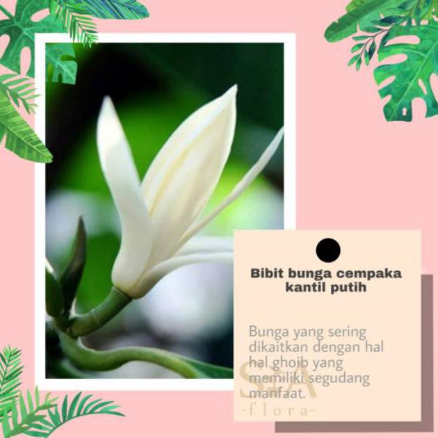 Fix Bibit Tanaman Bunga Cempaka Kantil Putih Shopee Indonesia