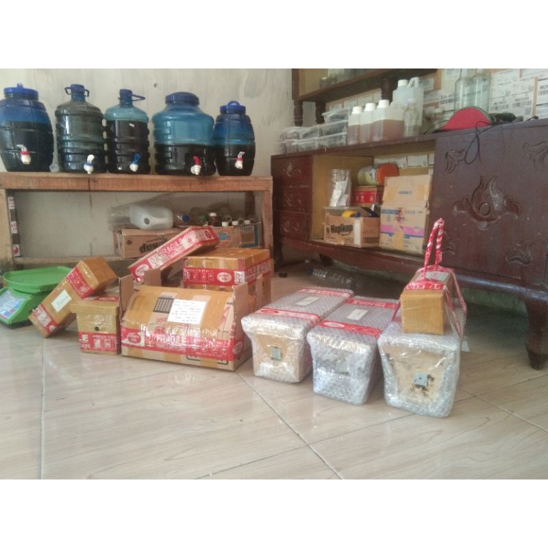 koloni terminata/kelulut/klanceng terminata/trigona terminata bagus koloni super/madu terminata/madu