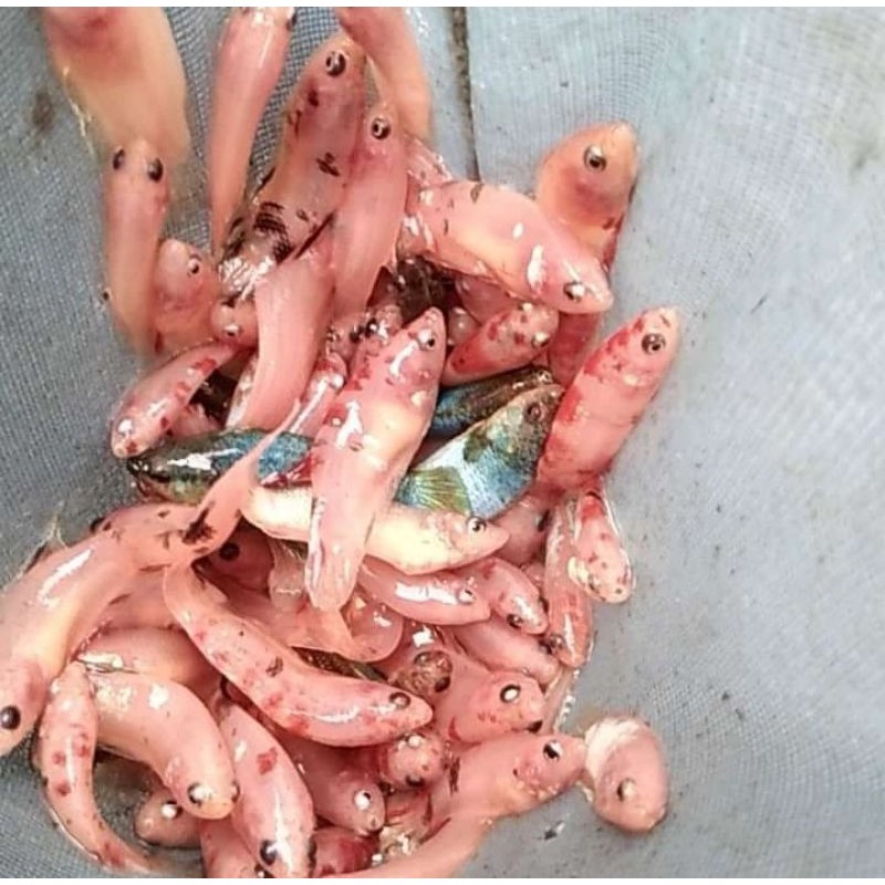 anakan ikan cupang koi