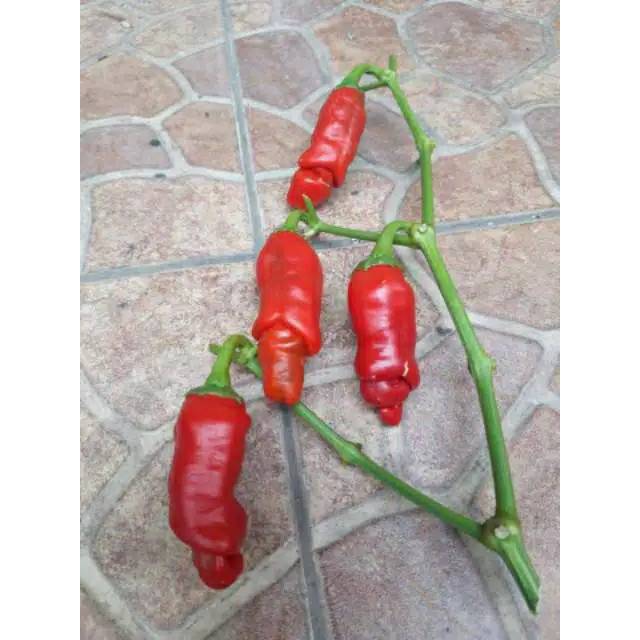 REPACK - Benih Bibit Biji Cabe Porno RED PETER PEPPER (10btr)
