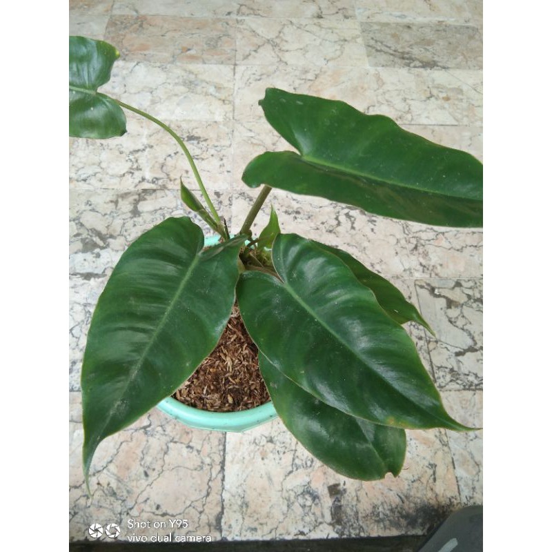 philodendron burlemarx