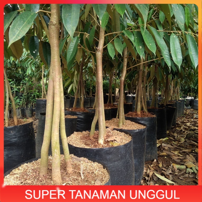 Bibit Durian montong merah super kaki 3 ..1.5 meter