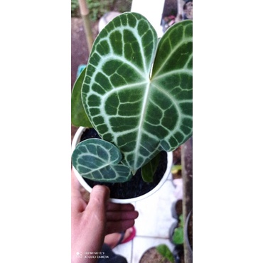 anthurium clarinervium