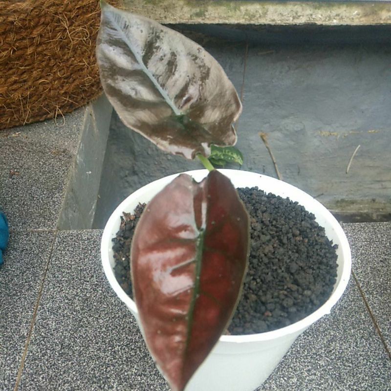 alocasia red infernalis