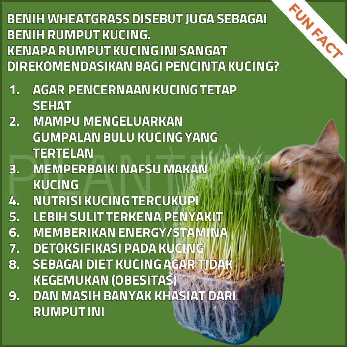 [GROSIR] BENIH WHEATGRASS 1KG BIBIT RUMPUT GANDUM KUCING MICROGREEN SEED IMPORT MURAH