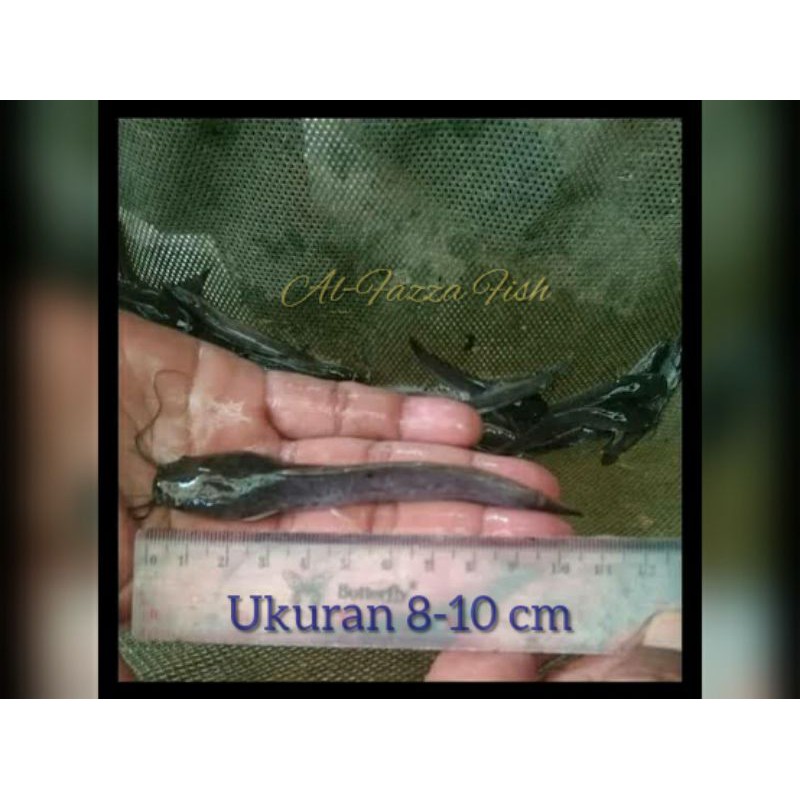 jual bibit ikan-lele sangkuriang-size 8-10 cm-bibit lele-per ekor