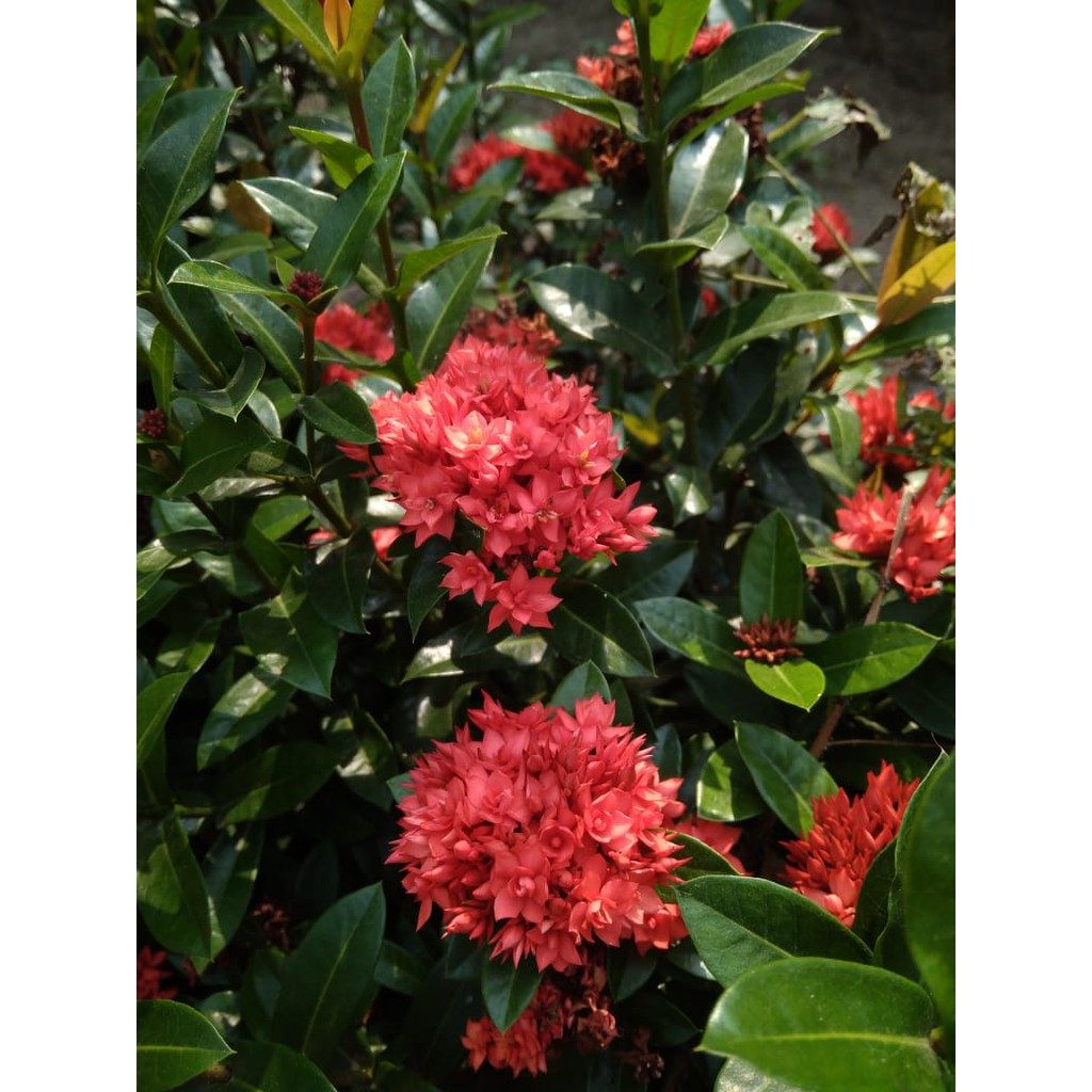 Bunga Asoka Merah/Bunga Asoka India/Asoka Merah Murah/Soko Merah murah