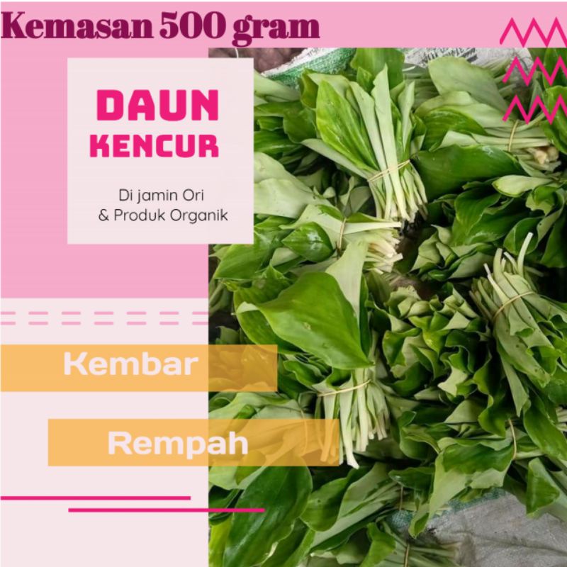 

DAUN CIKUR KENCUR SEGAR ORGANIK 500 GRAM