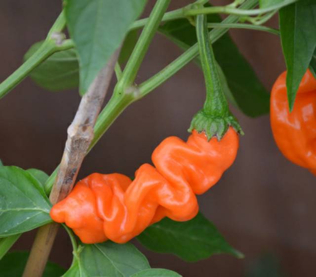 Benih Bibit Biji - Orange Peter Pepper Cabe Porno Pepper Seeds