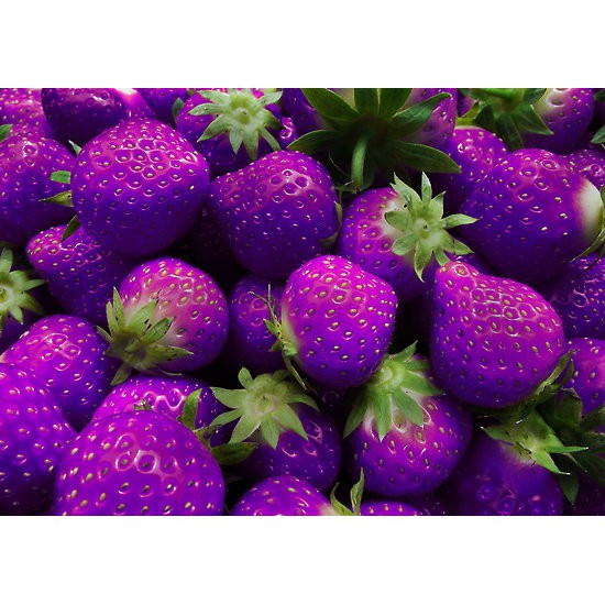 Benih Bibit Biji Tanaman Buah Strawberry Ungu / Purple Import