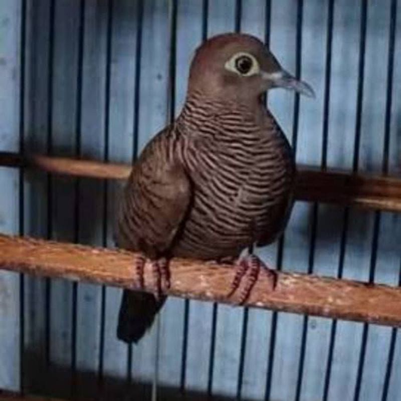 Cemani perkutut (jantan).