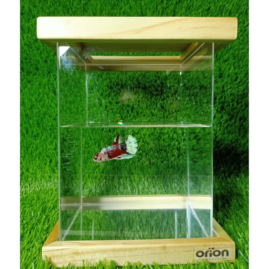 [SIAP KIRIM] Soliter Akrilik Iron Medium High - SOLITER - SOLITER AKRILIK - SOLITER IKAN CUPANG