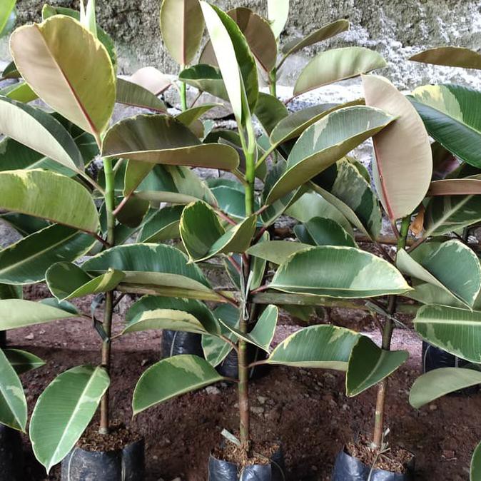 Ficus Lyrata Variegata - Pohon Karet Kebo Varigata