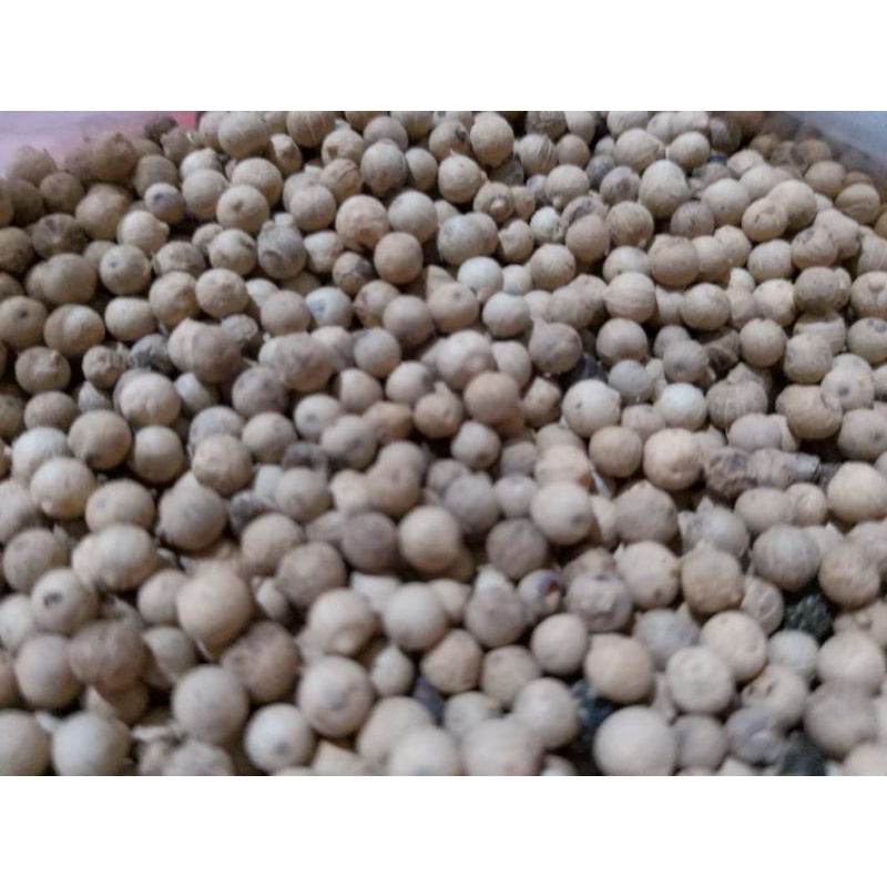 

LADA PUTIH BULAT 50 GRAM