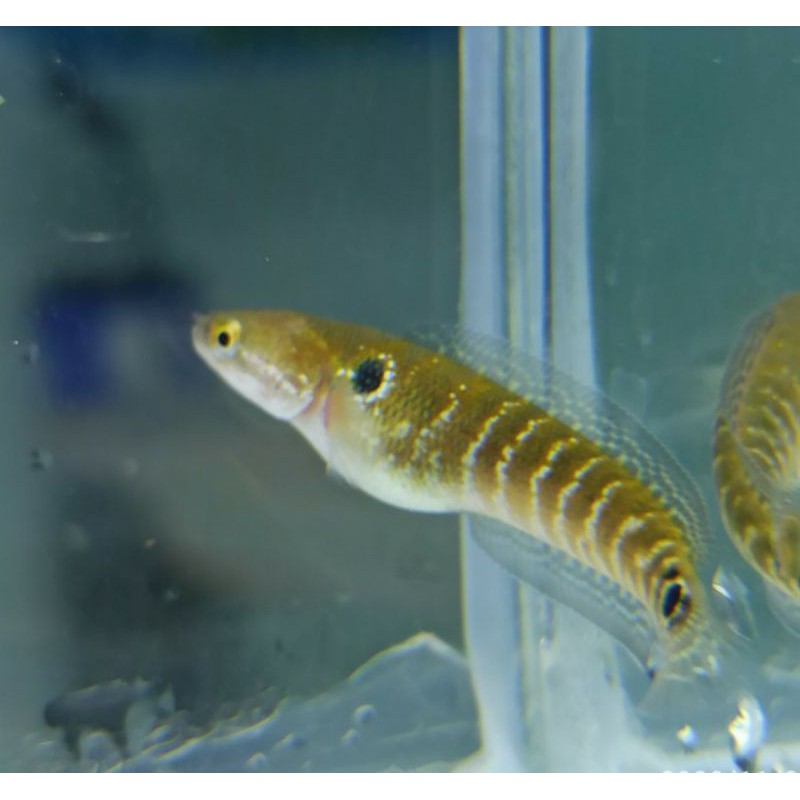 CHANNA ASIATICA PURE WS 3-4cm(Stok sementara HABIS)