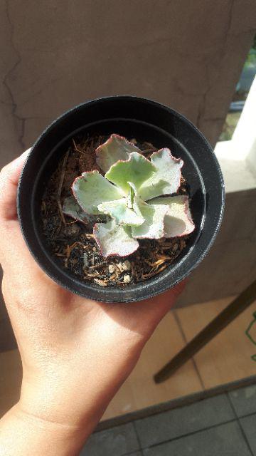 Sukulen Dan Kaktus Mini (echeveria ‘crinoline Ruffles’)
