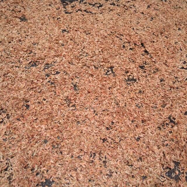 

UDANG EBI KOTA LANGSA