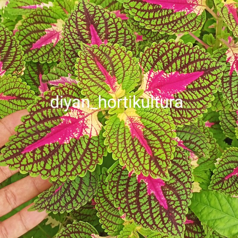 Bunga Miana Premium Langka Tanaman Hias Murah Miana Langka