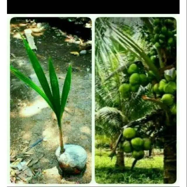 Bibit kelapa hybrid hijau