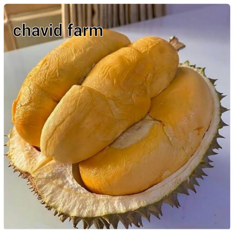 Durian black thorn harga