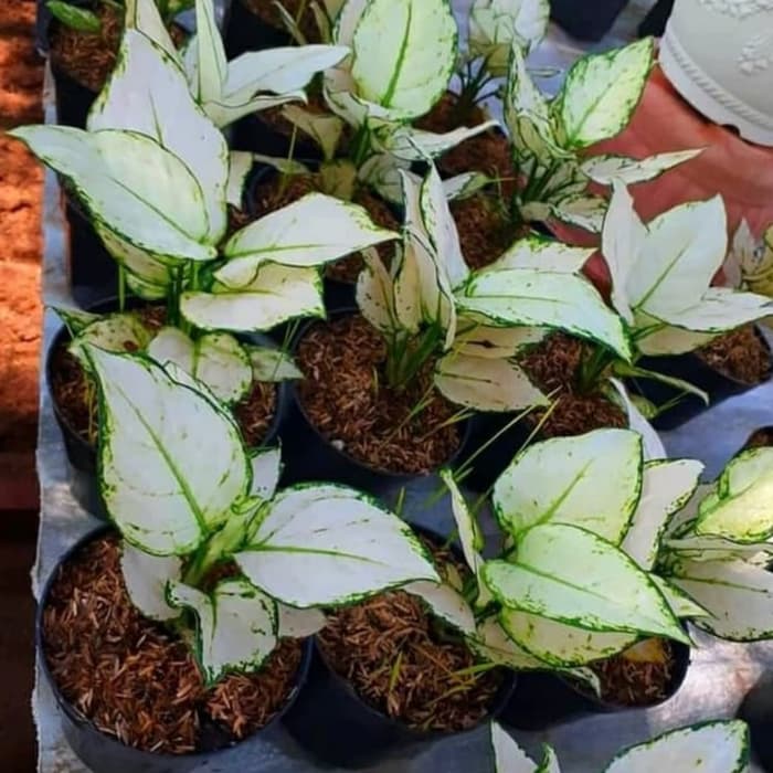 Tanaman hias aglonema super white - pohon alonema cantik super white