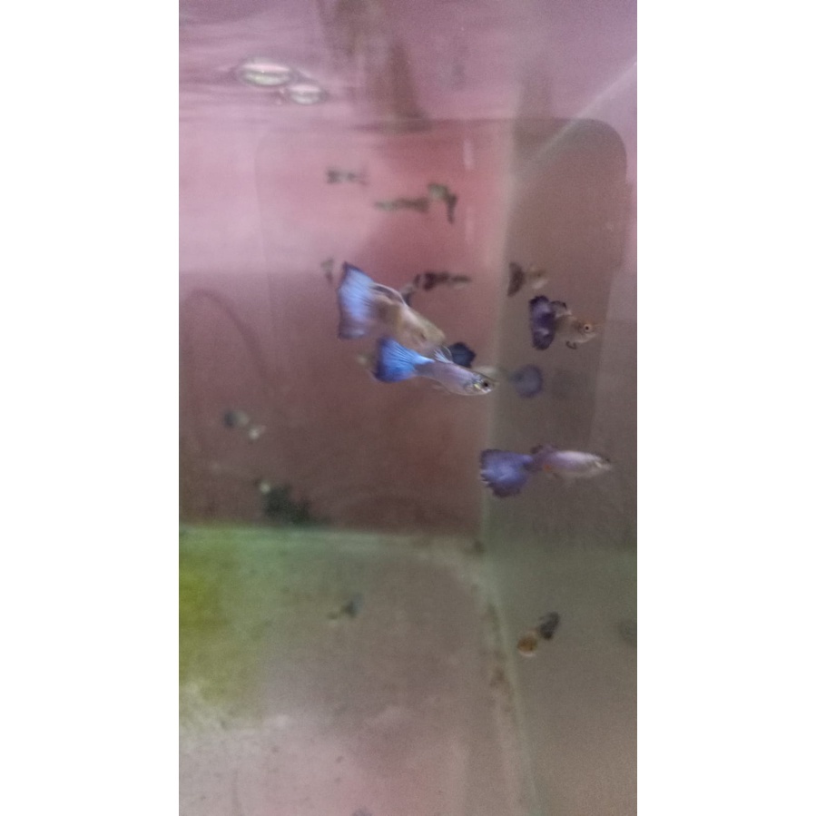GUPPY BLUE DIAMOND