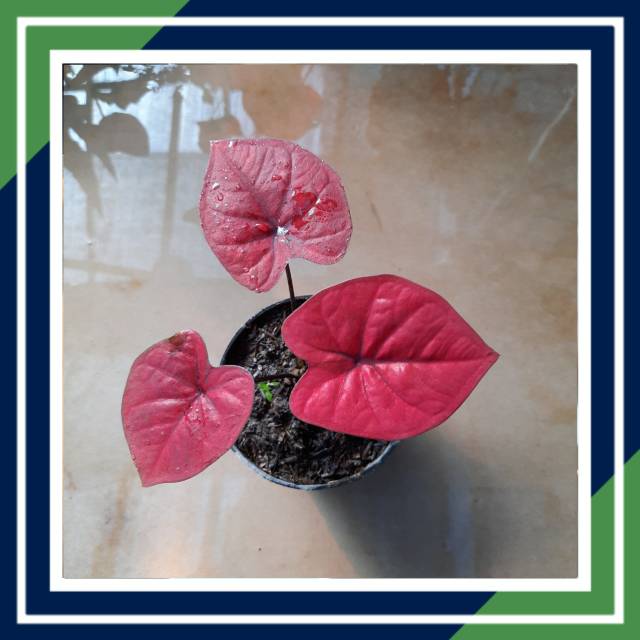 RED DRAGON CALADIUM KELADI (TANAMAN HIAS INDOOR AUDOOR)