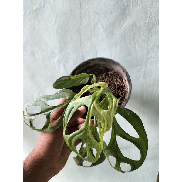 MONSTERA ANDANSONI VARIGATA (JANDA BOLONG VARIGATA)