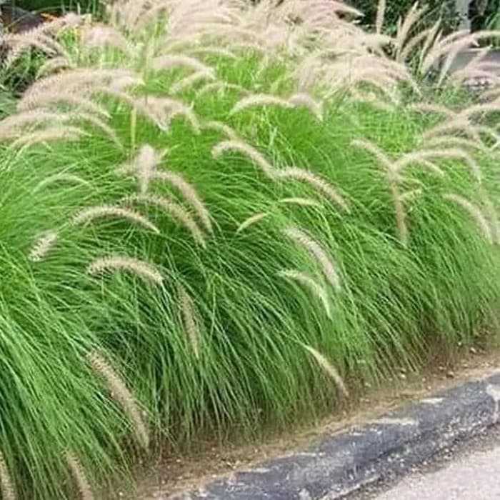 tanaman hias alang alang ekor kuda - tanaman buntut kuda