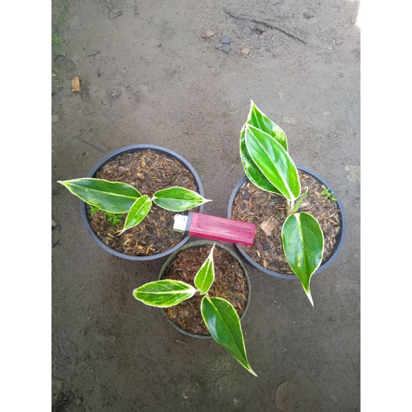 aglonema lipstik white