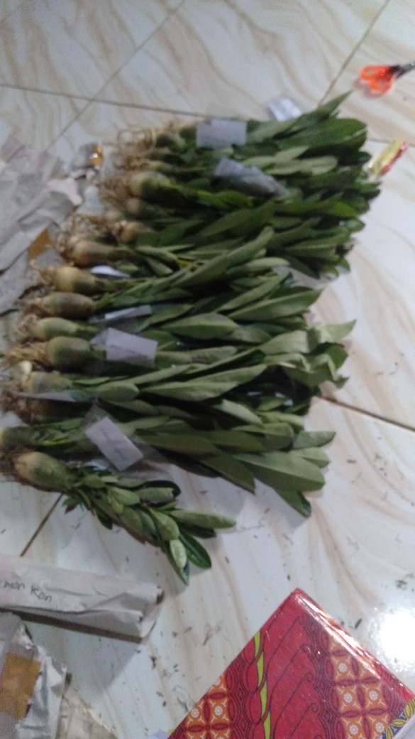 Benih Adenium Desert 3x White Purple