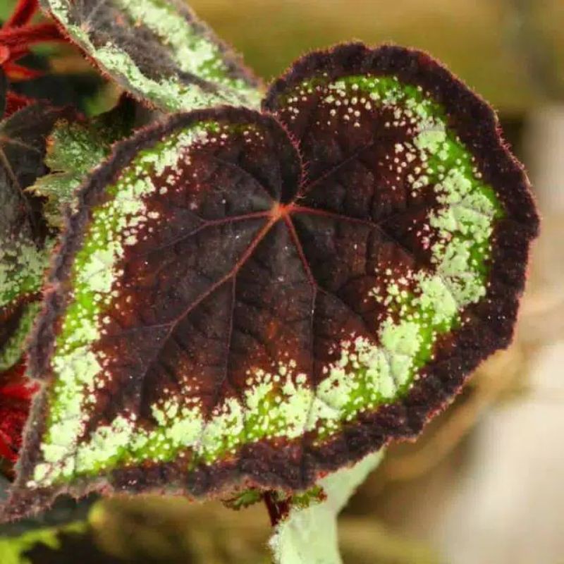 Tanaman Hias Begonia Rex Mutiara Hitam Ukuran Besar/Tanaman Hias Begonia Rex Black Knight Dewasa
