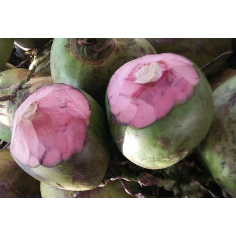 

kelapa ijo super