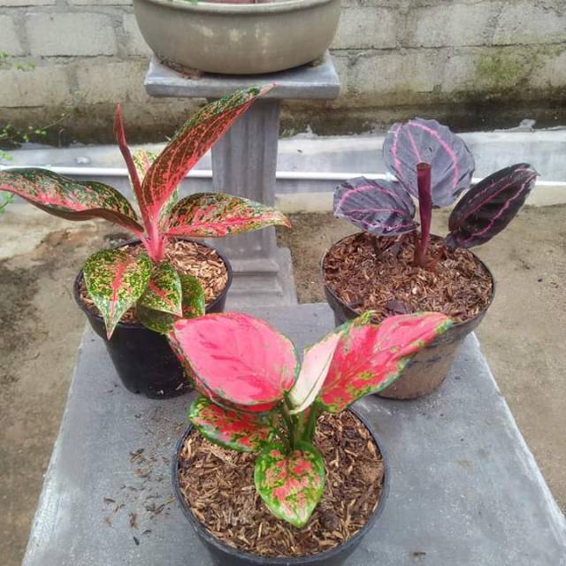 Paket bunga aglonema