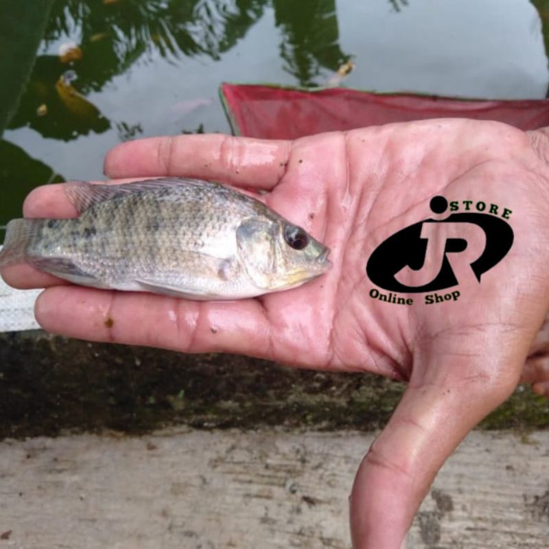 Jual bibit ikan nila hitam-nila hitam uk 2 jari-bibit nila berkualitas-harga per ekor