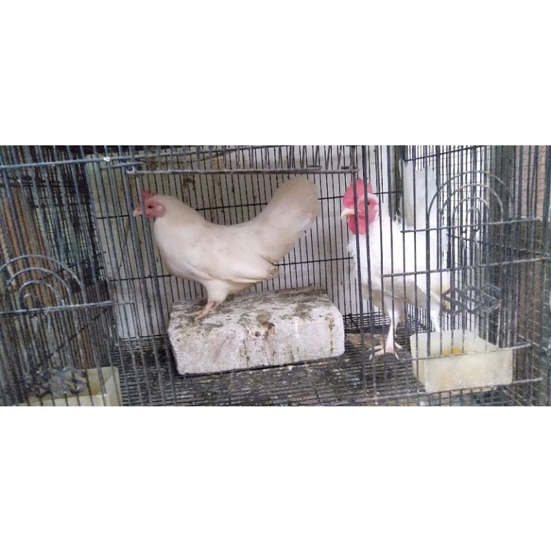 ayam kate putih sepasang